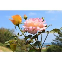 Tourbe Blonde Potager Et Plantes En Pleine Terre 60 Litres -Jardin Doux Soldes Magasin 13161326 3