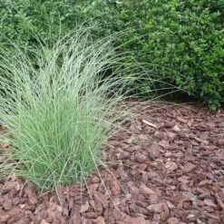 Paillage Végétal Biodégradable écorces De Pin Maritime 10 Sacs 50 L Pour 10m2 -Jardin Doux Soldes Magasin 15817009 5