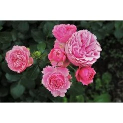 Secret Plantations Terreau Bio Pour Toutes Les Plantes 40 Litres -Jardin Doux Soldes Magasin 1686552 2