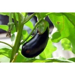 Secret Plantations Terreau Bio Pour Toutes Les Plantes 40 Litres -Jardin Doux Soldes Magasin 1686552 3