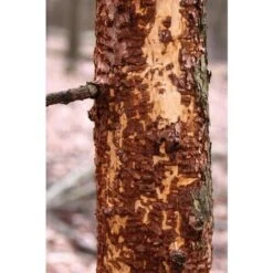 Protection En Spirale Pour Les Arbres - 60 Cm - 2 Pièces Schacht -Jardin Doux Soldes Magasin 19471638 2