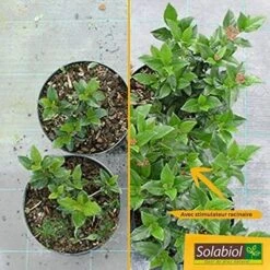 SOLABIOL SOSIRYL100N Stimulateur Racinaire 100 Ml Effets Visibles En Quelques Jours Utilisable En Agriculture Biologique -Jardin Doux Soldes Magasin 32377138 4