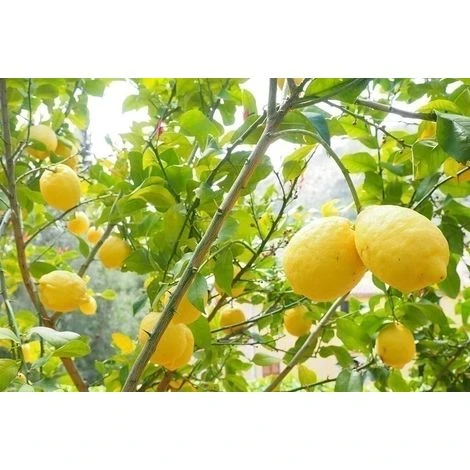 Terreau Bio Pour Agrumes Et Plantes Méditerranéennes 40 L 40 Litres 4 Terreau Bio Pour Agrumes Et Plantes Méditerranéennes 40 L 40 Litres – Image 2