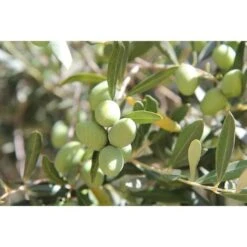 Terreau Bio Pour Agrumes Et Plantes Méditerranéennes 40 L 40 Litres 7 Terreau Bio Pour Agrumes Et Plantes Méditerranéennes 40 L 40 Litres -Jardin Doux Soldes Magasin 5052364 3