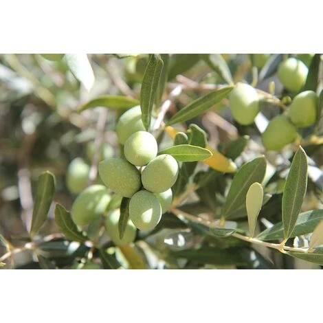 Terreau Bio Pour Agrumes Et Plantes Méditerranéennes 40 L 40 Litres 5 Terreau Bio Pour Agrumes Et Plantes Méditerranéennes 40 L 40 Litres – Image 3