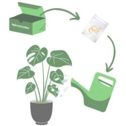 Nématodes Utiles Spécial Palmier (50M) -Jardin Doux Soldes Magasin 5053840 3