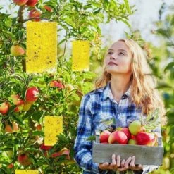 Pièges à Insectes Volants 30PCS Piège Engluées Colle Double Face Autocollants Jaune Papier Étanche Anti-Insecte Pour Jardin Plante Fleur Fruits Protection （ Attaches élastiques Fournies ） -Jardin Doux Soldes Magasin 55912297 5