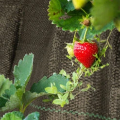 SWANEW Toile Anti-mauvaises Herbes,Voile D'ombrage Imperméable Anti Herbe PP Noir - 1mx10m -Jardin Doux Soldes Magasin 57503447 4