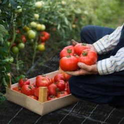 SWANEW Toile Anti-mauvaises Herbes,Voile D'ombrage Imperméable Anti Herbe PP Noir - 1mx10m -Jardin Doux Soldes Magasin 57503447 5