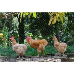 20m X 4m Filet Anti Oiseaux Noir, Filet Oiseaux Robuste, Filet Voliere Poulailler, Filet De Protection Pour Oiseaux, Filet De Protection Les Potager Et Fruits 10 20m X 4m Filet Anti Oiseaux Noir, Filet Oiseaux Robuste, Filet Voliere Poulailler, Filet De Protection Pour Oiseaux, Filet De Protection Les Potager Et Fruits -Jardin Doux Soldes Magasin 89330462 4