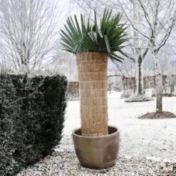 UNIQUENature Bâche De Protection Hivernale Paille De Riz 1x1,5 M 2,04 Kg,Magnifique & Montage Facile14986 -Jardin Doux Soldes Magasin 90130787 3