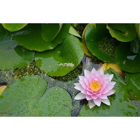 Terreau Bio Pour Plantes Aquatiques 20L (Lot De 2) 4 Terreau Bio Pour Plantes Aquatiques 20L (Lot De 2) – Image 2