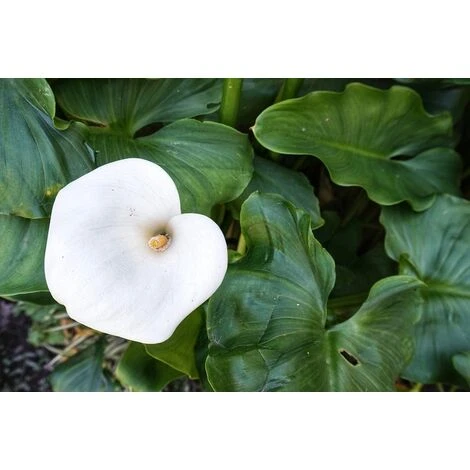 Terreau Bio Pour Plantes Aquatiques 20L (Lot De 2) 6 Terreau Bio Pour Plantes Aquatiques 20L (Lot De 2) – Image 4