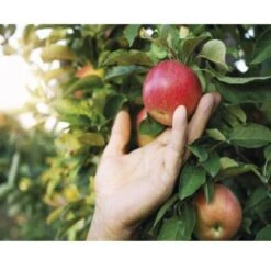 CULTIVERS Sulfato De Cobre Cuprico CuSO. Polvo Mojable. Multiples Usos: Limpieza De Piscinas Y Para El Jardín 1-kg -Jardin Doux Soldes Magasin 93581664 3