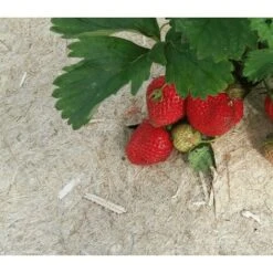 Toile De Paillage En Chanvre - 450g/m² 0.56 X 25 M -Jardin Doux Soldes Magasin 95534650 2