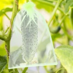 100 Pièces 20x30cm Sac Protection Raisin Sac De Protection Fruits Verts Avec Cordon Sac Organza Sac En Filet Transparent Empêcher Guêpes Drosophile Insectes Oiseaux 11 100 Pièces 20x30cm Sac Protection Raisin Sac De Protection Fruits Verts Avec Cordon Sac Organza Sac En Filet Transparent Empêcher Guêpes Drosophile Insectes Oiseaux -Jardin Doux Soldes Magasin 98653080 5